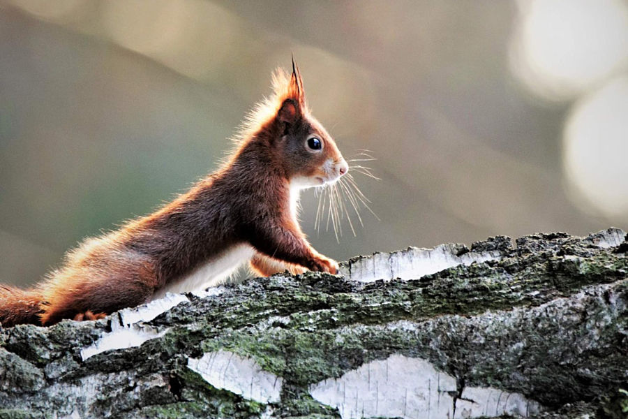 Eichhörnchen - Foto: Ulf Penner (Bremen)